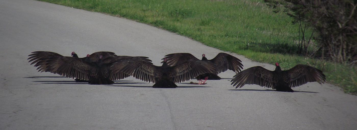 Turkey Vultures Horaltic Pose