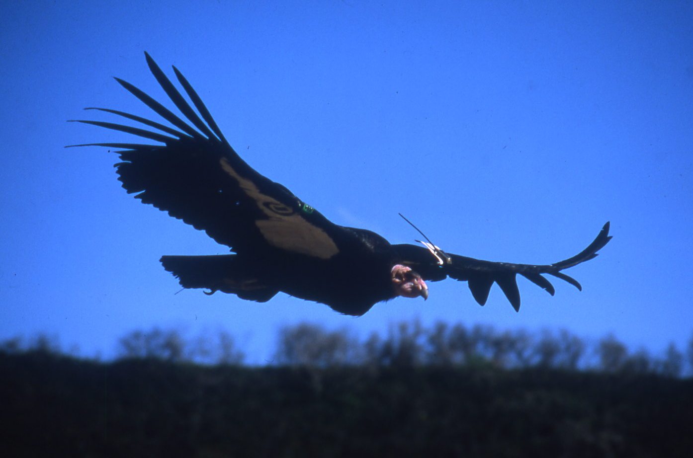 Condor in Flight (Photo: ©U.S. Fish and Wildlife Service)
