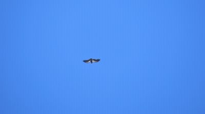 Condor In Flight