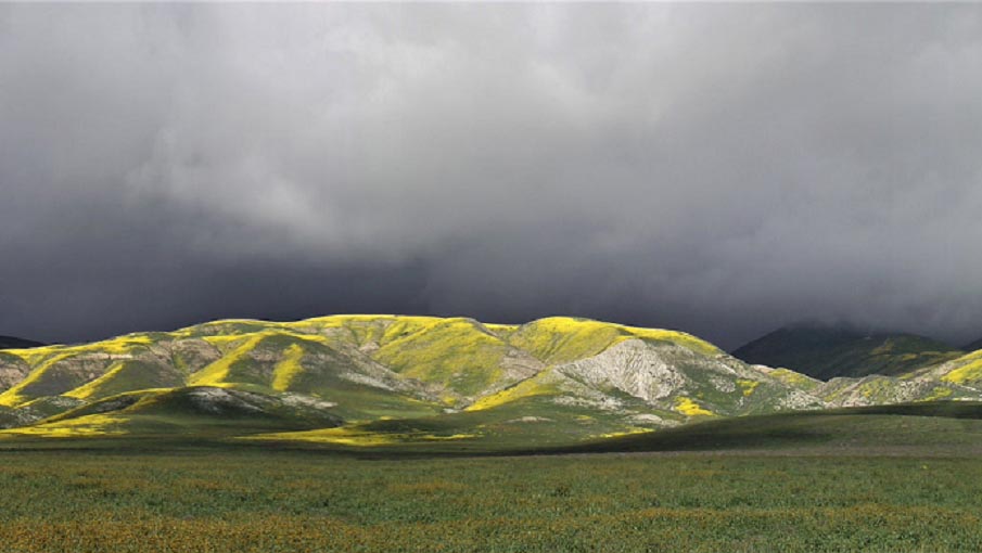 carrizo plain