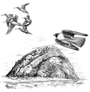peregrine falcon and morro rock