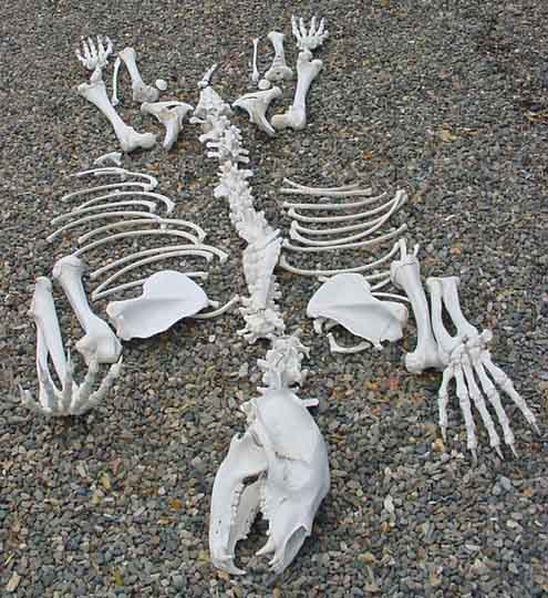 Black Bear Skeleton from BIO 240